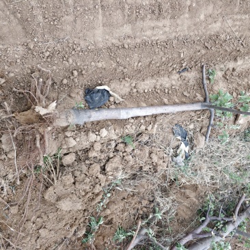 苹果树345公分保证成活率