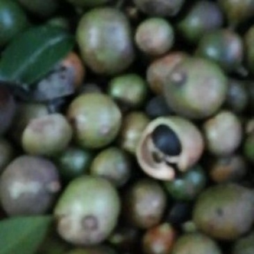 油茶鲜果小籽