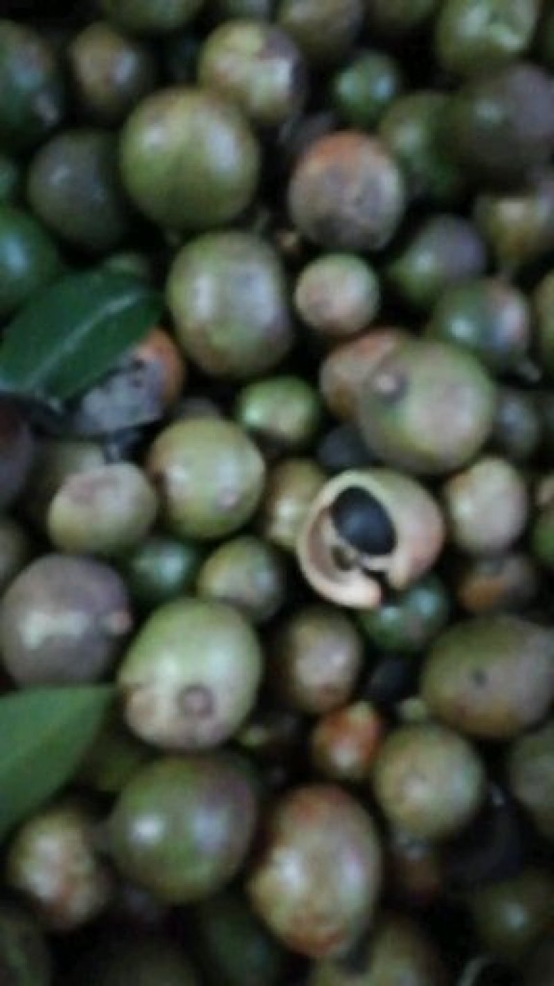 油茶鲜果小籽