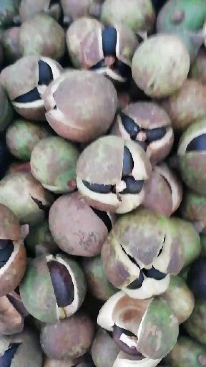 油茶鲜果小籽