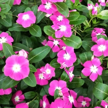 长春花