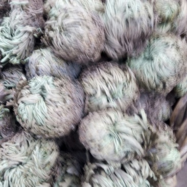 卷柏开始大量采了要大货联系