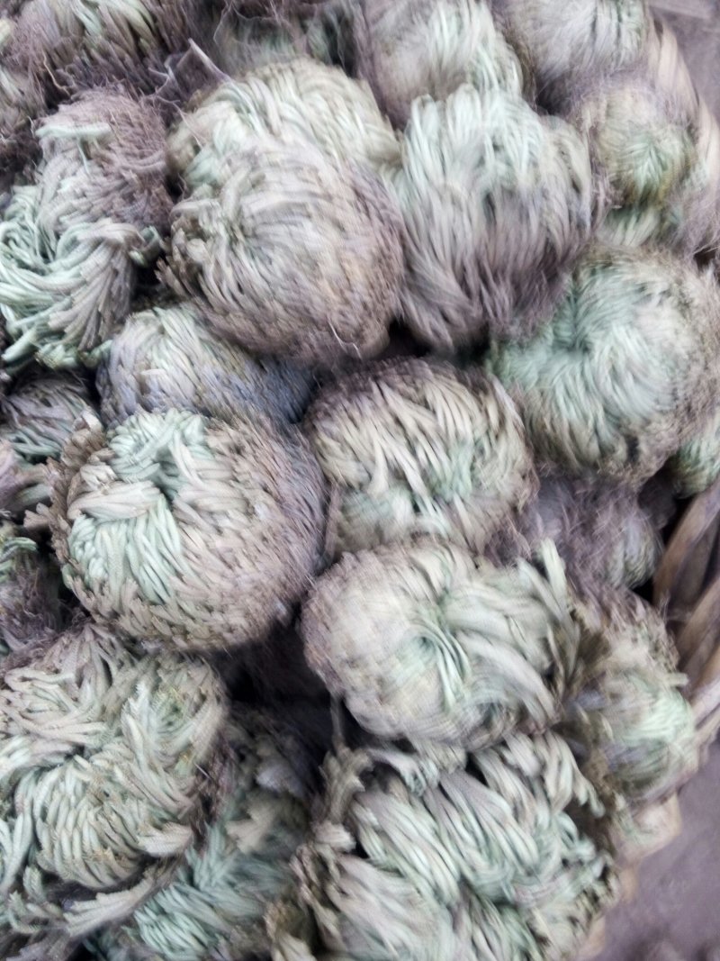 卷柏开始大量采了要大货联系