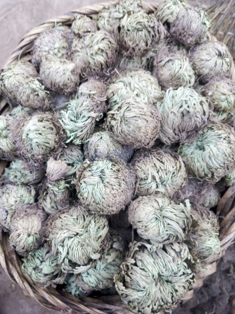 卷柏开始大量采了要大货联系
