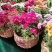 荷兰菊