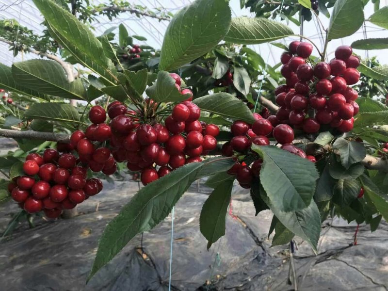 车厘子苗，低需冷量品种，矮化根系，适应南北方种植