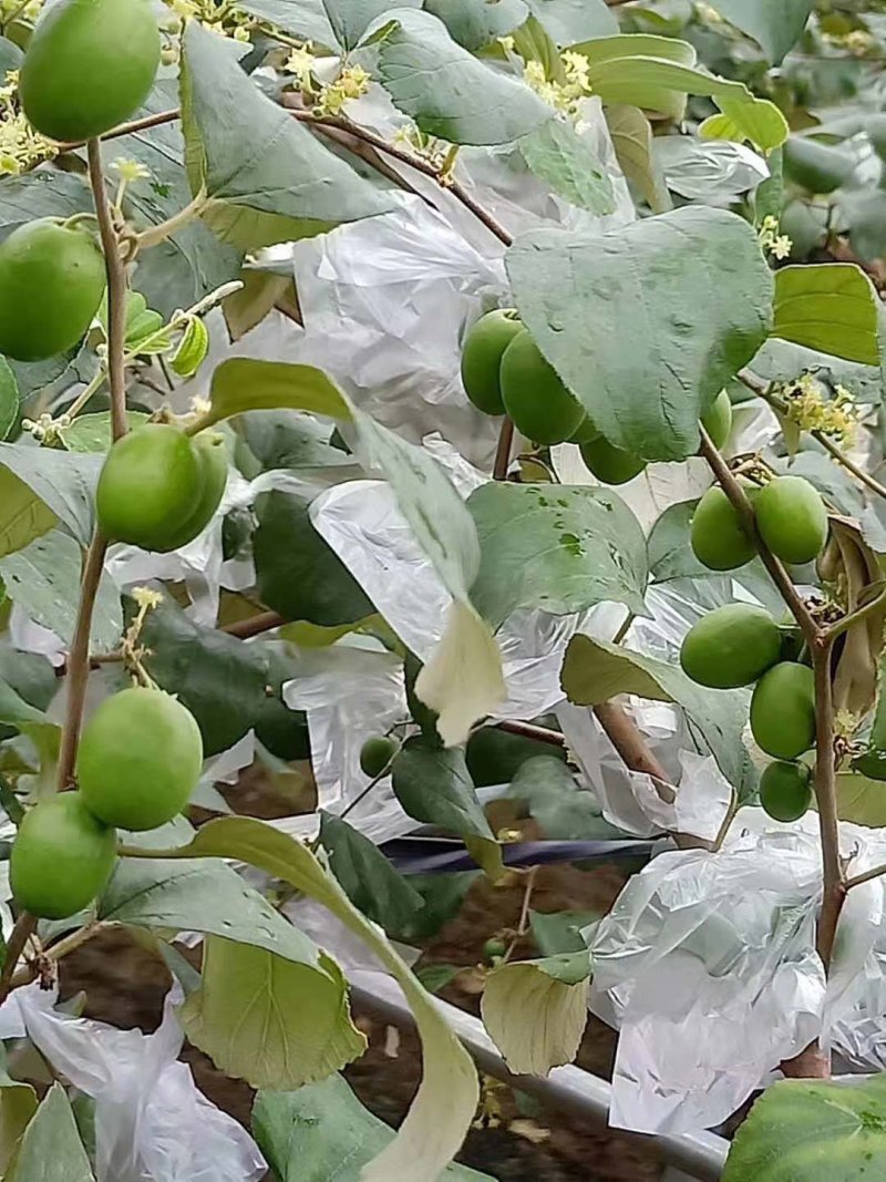 台湾青枣