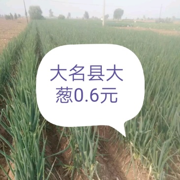 蔬菜
