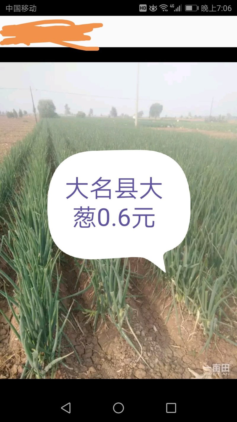 蔬菜