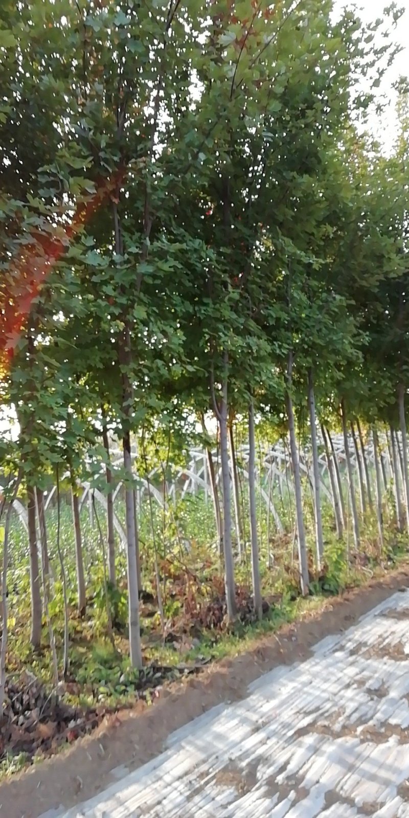 基地直销各种规格的美国红枫，秋火焰，品种纯正
