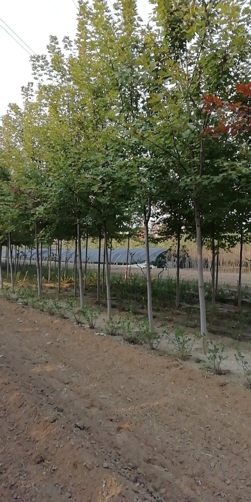 基地直销各种规格的美国红枫，秋火焰，品种纯正