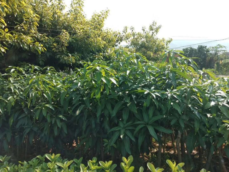 大青芒芒果苗