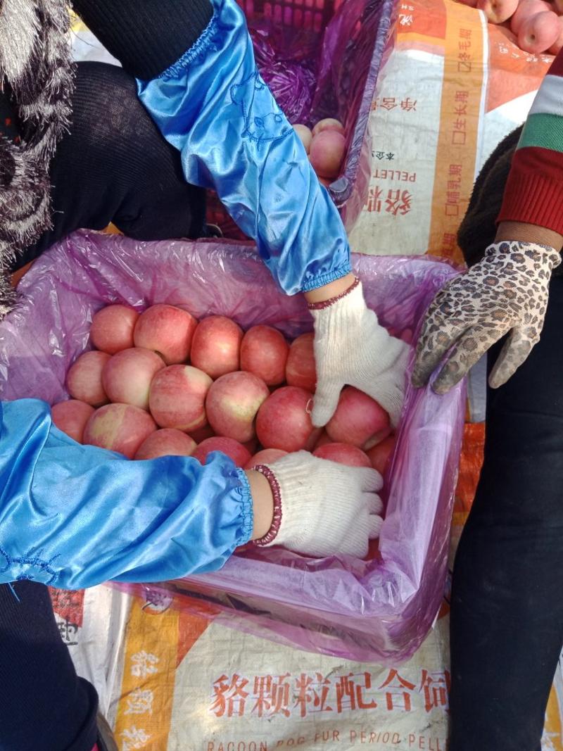 唐山市乐亭县红富士苹果，大量上市，产地直发，量大价优
