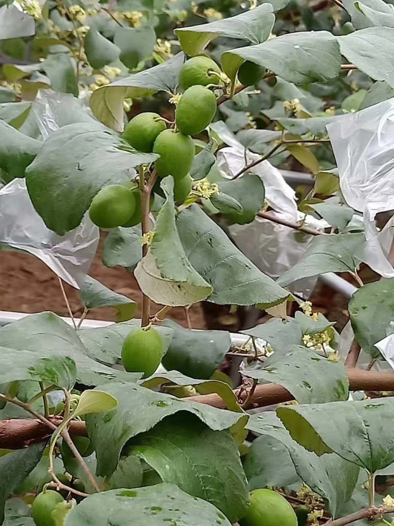 台湾青费