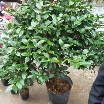 茶花