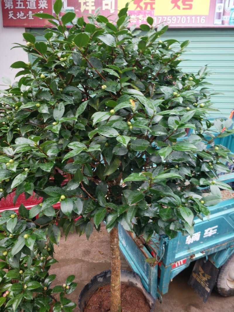 茶花