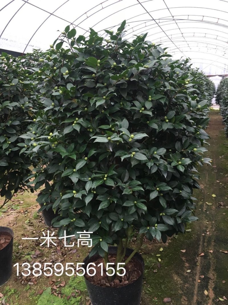 茶花