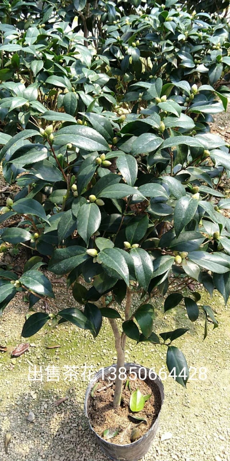 茶花
