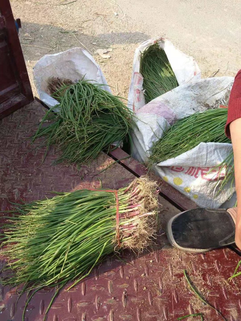 优质二红半高庄洋葱苗，抗病，颜色好看，高产，包回收