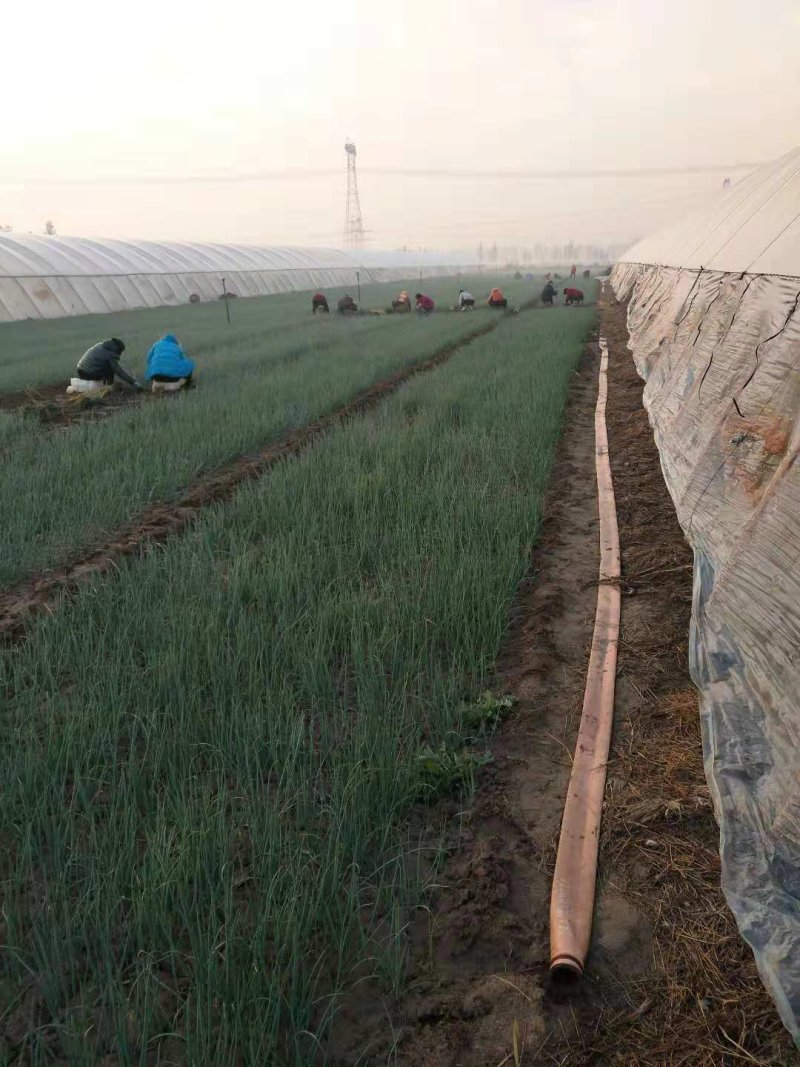 优质二红半高庄洋葱苗，抗病，颜色好看，高产，包回收