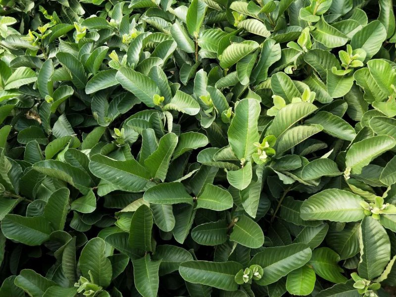 台湾红心芭乐，番石榴苗，（袋苗）