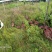 山鸡七彩山鸡环颈雉散养跑山鸡