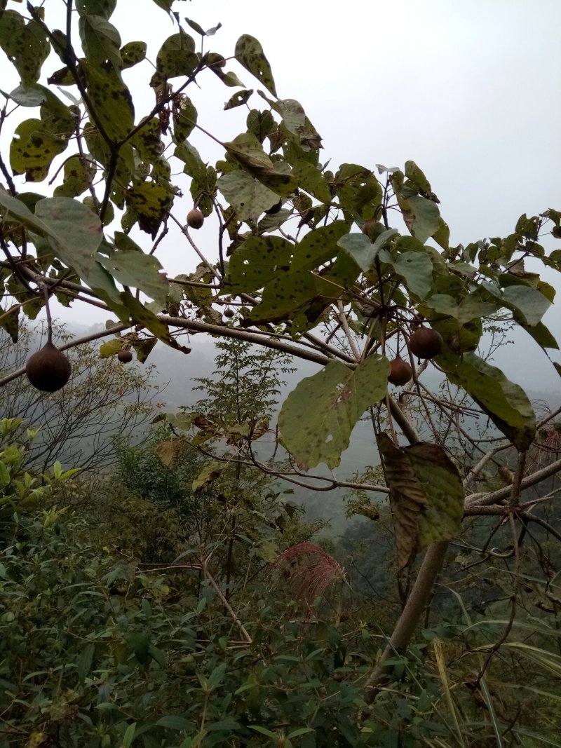 油桐籽