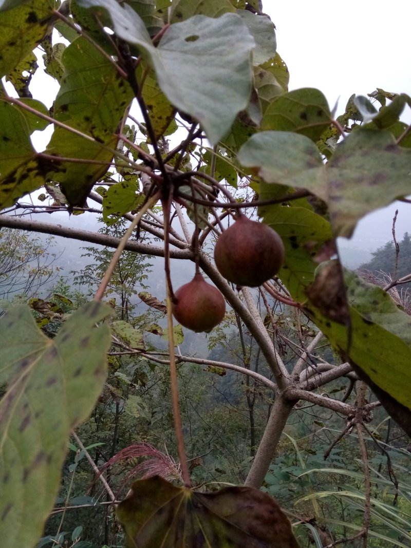 油桐籽