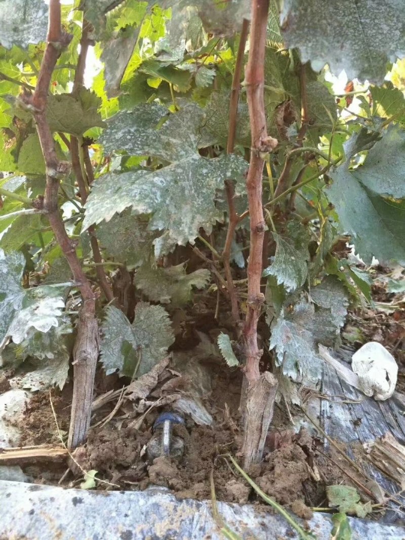 嫁接金手指葡萄苗，品种纯正，提供种植技术
