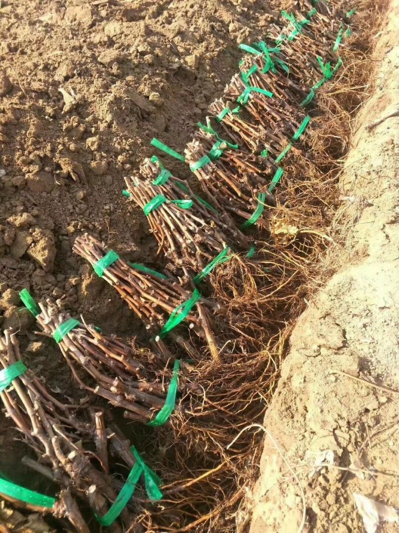 嫁接金手指葡萄苗，品种纯正，提供种植技术