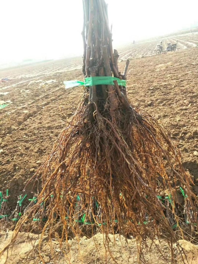 嫁接金手指葡萄苗，品种纯正，提供种植技术