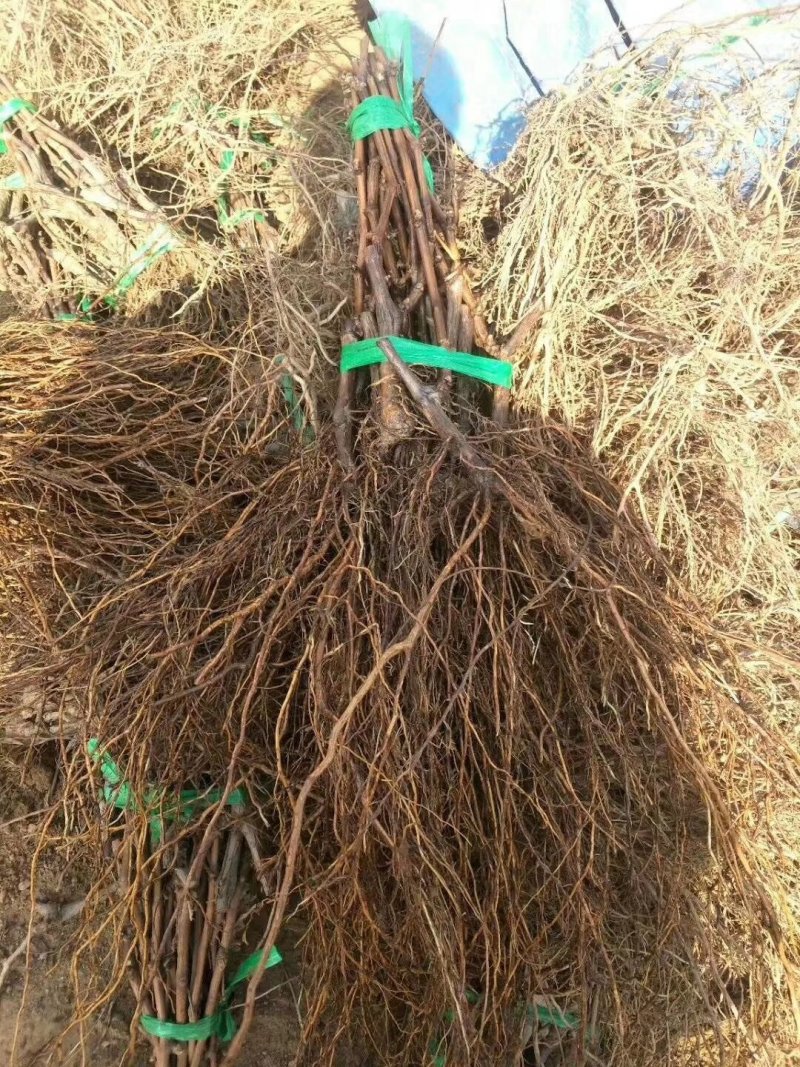 嫁接金手指葡萄苗，品种纯正，提供种植技术