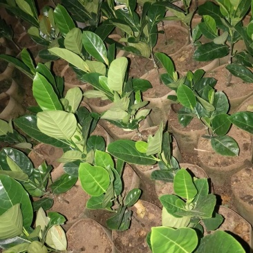 越南红心菠萝蜜苗