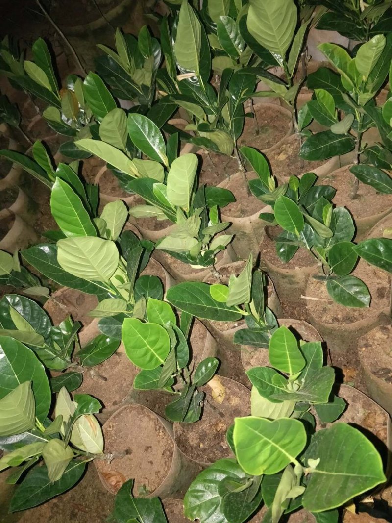 越南红心菠萝蜜苗