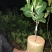 越南红心菠萝蜜苗