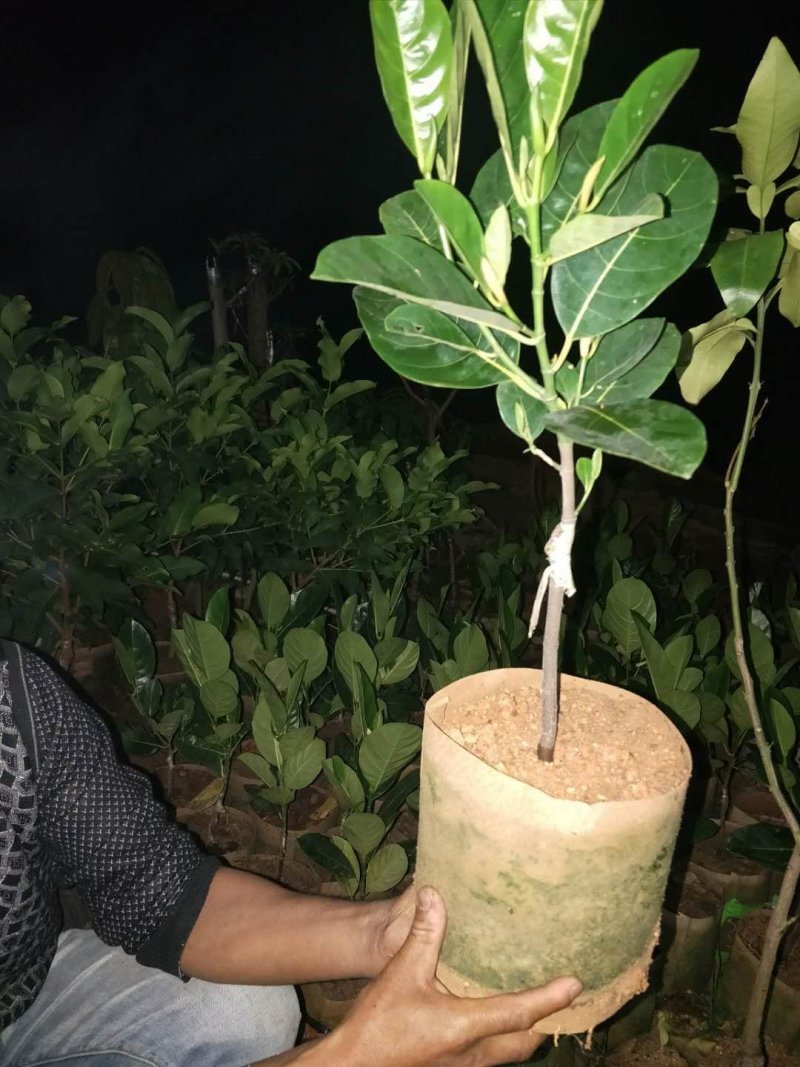 越南红心菠萝蜜苗