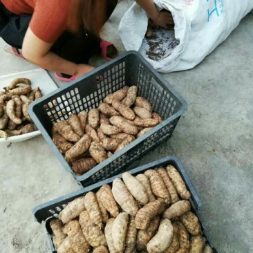 秦岭天麻，