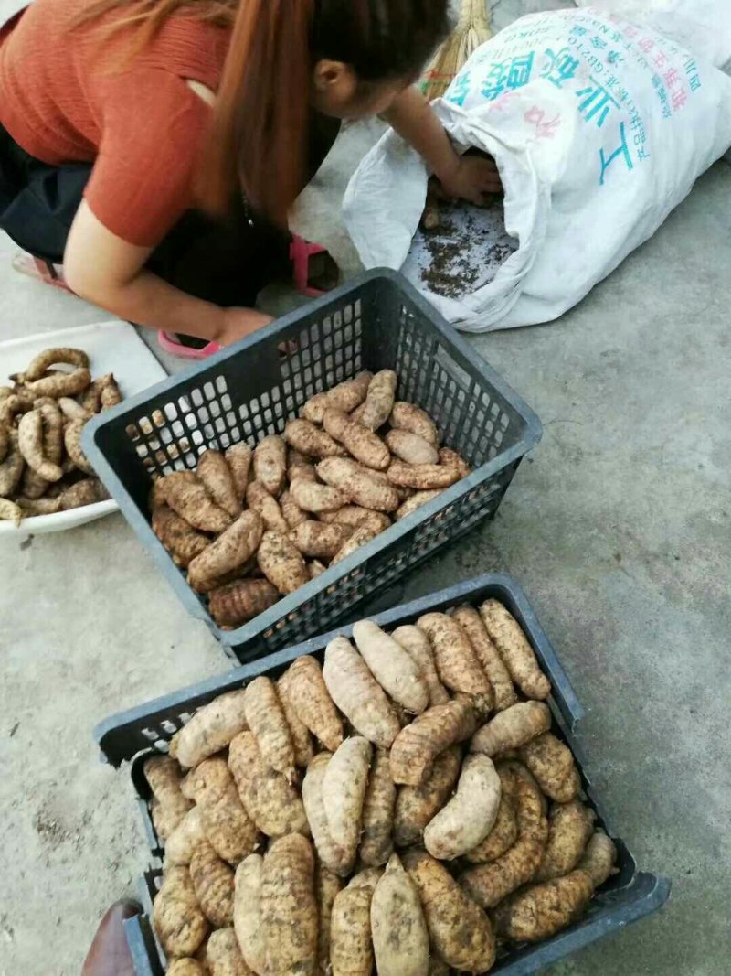 秦岭天麻，