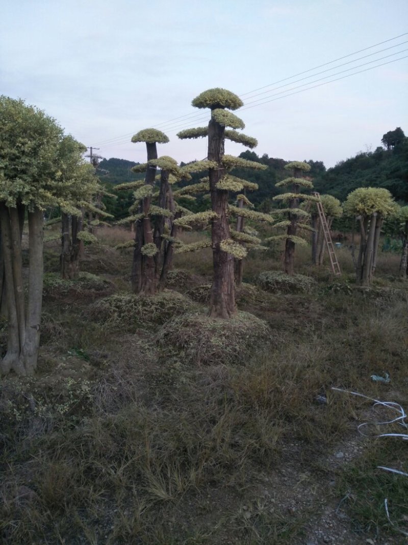 绿化苗木