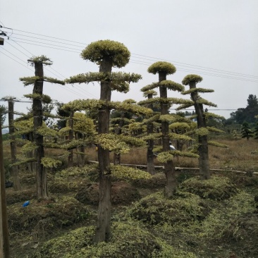 绿化苗木