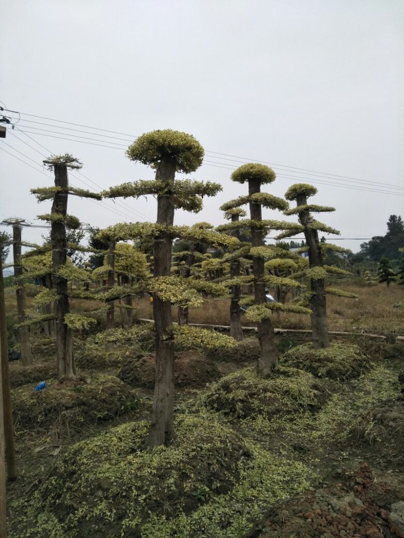 绿化苗木