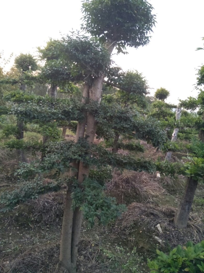绿化苗木