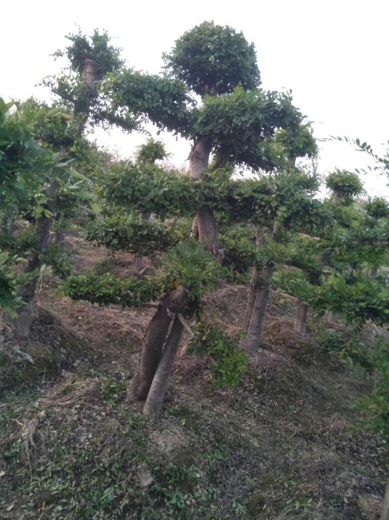 绿化苗木