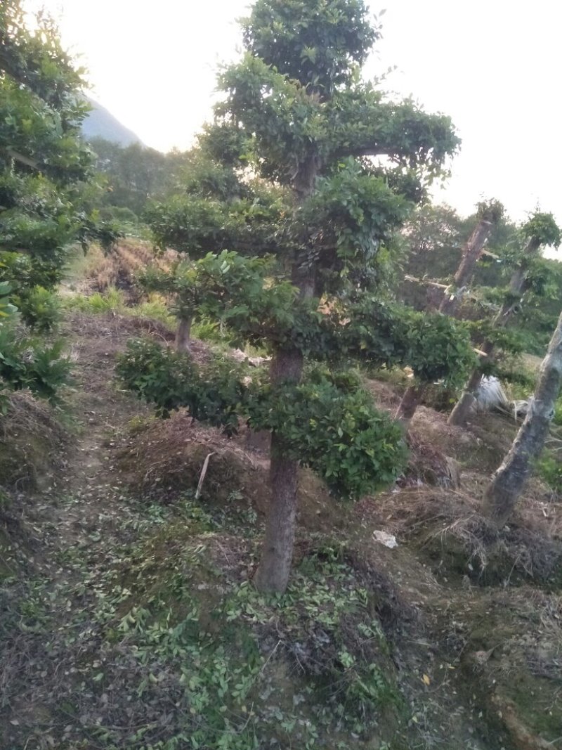 绿化苗木
