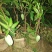 大青芒芒果苗