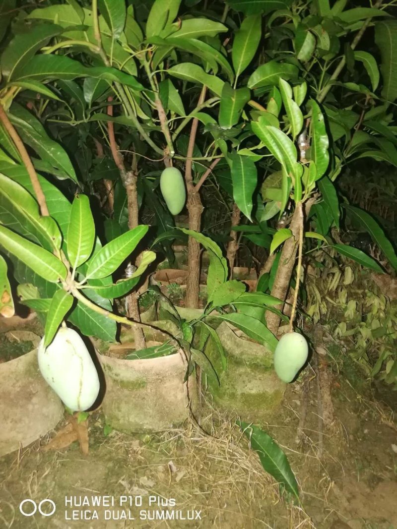 大青芒芒果苗