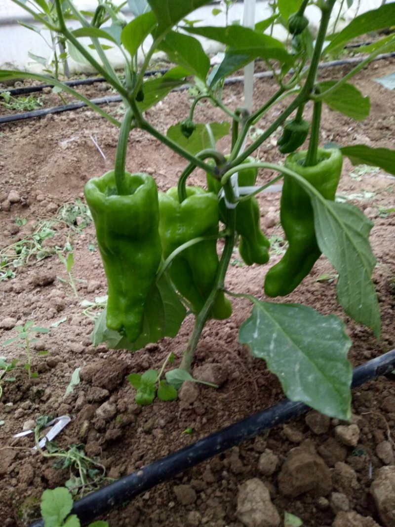 【诚信经营】精品薄皮辣椒，杭椒线椒大量上市大吨位供应市场