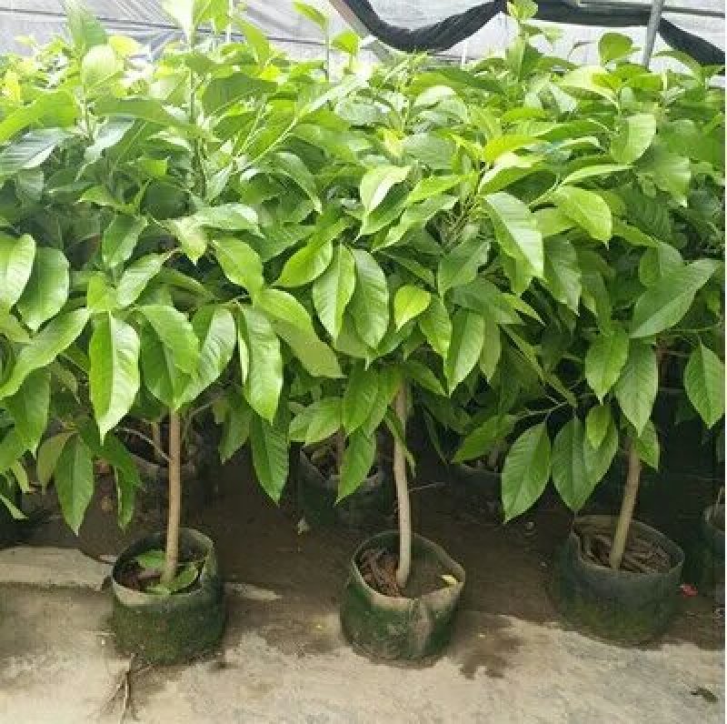 全年开花的花室内树苗耐寒黄角兰白玉兰带花盆栽浓香当年