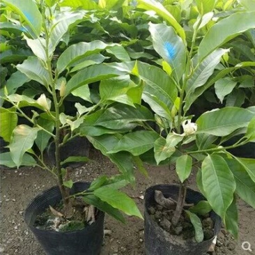 全年开花的花室内树苗耐寒黄角兰白玉兰带花盆栽浓香当年