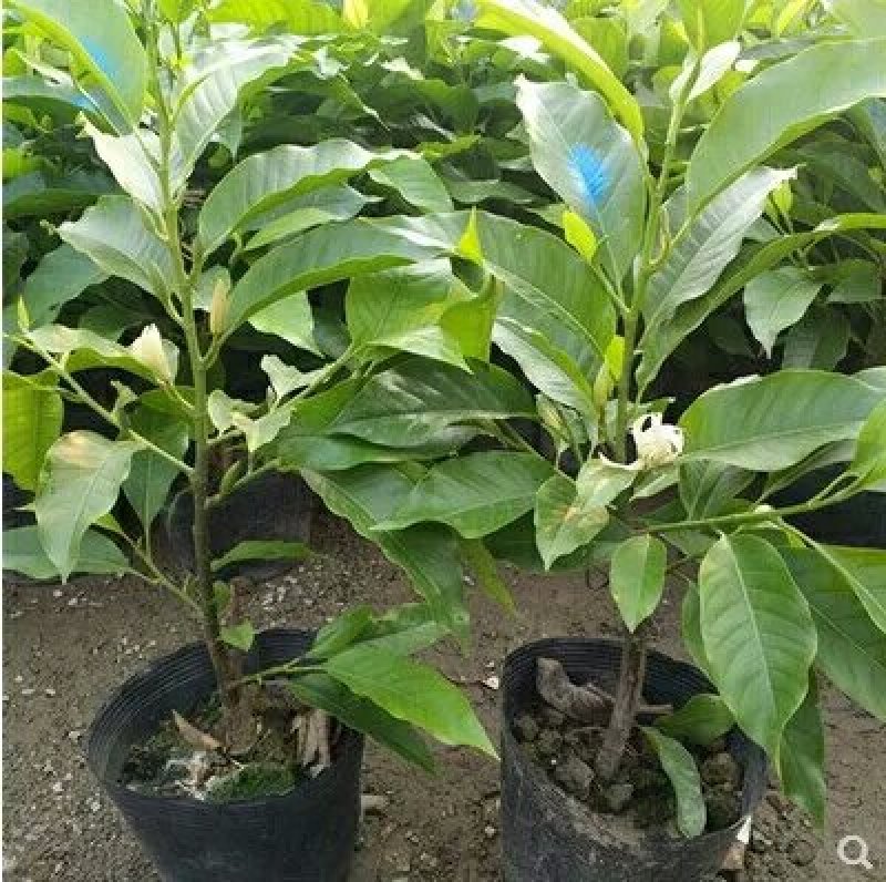 全年开花的花室内树苗耐寒黄角兰白玉兰带花盆栽浓香当年